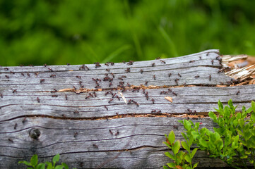 Mrowisko mrówki na pniu drzewa w lesie. - obrazy, fototapety, plakaty