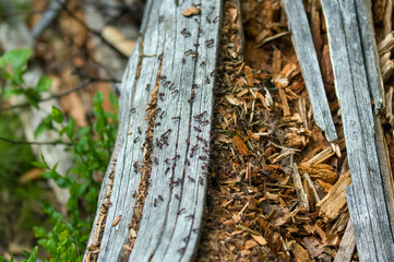 Mrowisko mrówki na pniu drzewa w lesie.	
