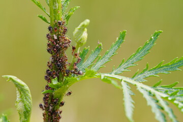 ants look after aphids on the shoots of the plant