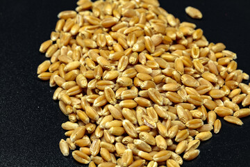 Close-up view of Wheat (Triticum aestivum) grains with black background