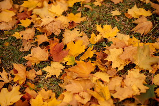 Autumn photo. Autumn leaves. Autumn brown boots. 