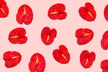 Red anthurium flowers on pastel light pink background. Creative tropical nature concept. Minimalistic pattern composition.