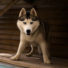 A husky dog stands on a wooden surface