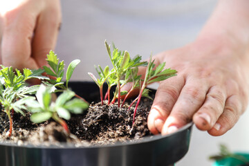 Home gardening, transplanting flowers at home. Repotting a potted plant seedlings.