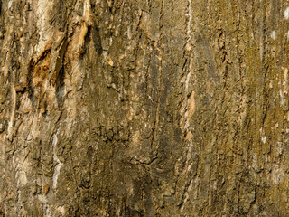 bark texture of a tree for background