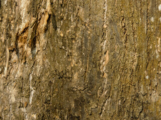 bark texture of a tree for background