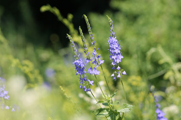 Blue flowers of Saw-Leaved Speedwell (Veronica teucrium) plant in summer meadow