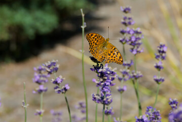 Silver-washed Fritillary butterfly (Argynnis paphia) sitting on lavender in Zurich, Switzerland