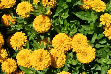 Yellow Flowers