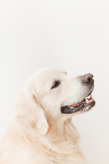 happy golden retriever dog looking up on a white background close up