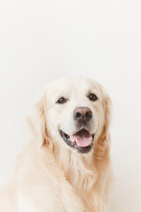 Smiling golden retriever dog looking at camera on white background close-up 