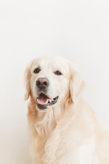 happy golden retriever dog looking at camera on white background closeup