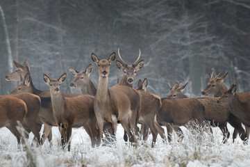 Beautiful herd of red deer, Cervus elaphus, on a white meadow in the snow, large forest animals in the game refuge, nature reserve in winter, beautiful snow-covered meadow and wild animals