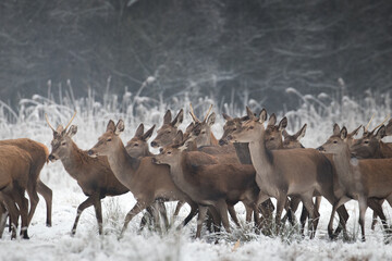 Beautiful herd of red deer, Cervus elaphus, on a white meadow in the snow, large forest animals in the game refuge, nature reserve in winter, beautiful snow-covered meadow and wild animals