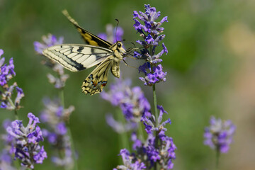 Old World Swallowtail or common yellow swallowtail (Papilio machaon) sitting on lavender in Zurich, Switzerland