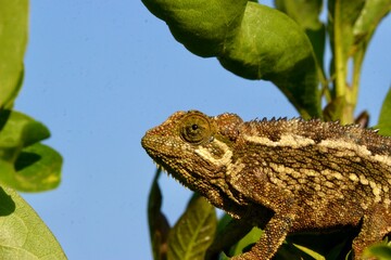 chameleon on a branch in uganda