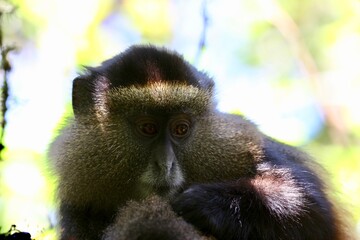 golden monkey in the tree of the jungle in uganda 