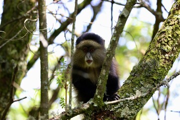 golden monkey in the tree of the jungle in uganda 