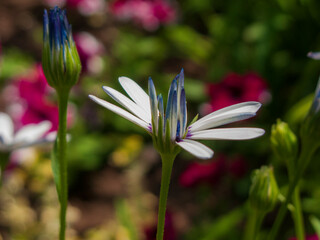 A close-up photo of a daisy