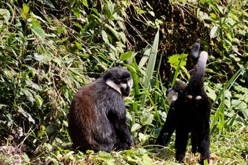monkey in the tree of the jungle in uganda red and white calabas