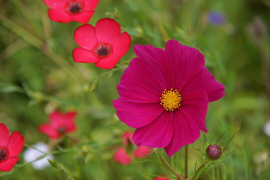 Eine gro&szlig;e purpurne Bl&uuml;te des Schmuckk&ouml;rbchens. Im gr&uuml;nen Hintergrund weitere r&ouml;tliche Bl&uuml;ten. Die Farben sind wundervoll und irgendwie magisch! 