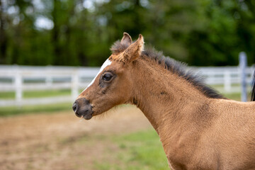 Close-up of a foal.