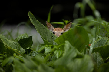 Fawn whitetail deer hiding in green leaves.