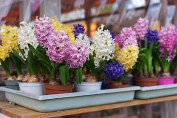 Multi-colored hyacinths in flowerpots. Flower shop