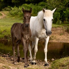 Obraz na płótnie Canvas New Forest pony and foal