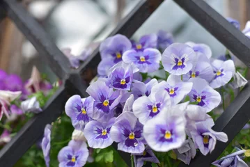 Foto op Plexiglas Purple pansies in a flowerpot © Viktoriia Pletska