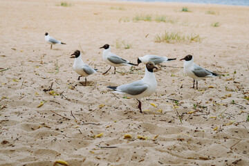 flock of sea gulls flying fighting for food on beach by the sea