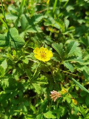 yellow flower