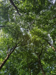 Obraz premium trees in the forest