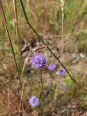 thistle flower