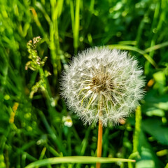 dandelion in grass