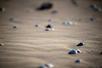 a closeup shot of a wet sand dune on the sandy beach
