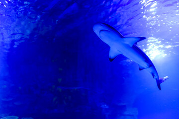 Sharks and small fish swimming in aquarium - deep blue shades