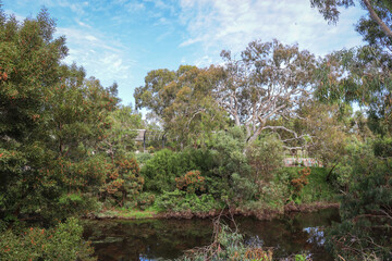 landscape with eucalyptus trees and werribee river