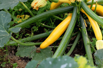 Zucchini yellow Yasmine. Zucchini plant. Yellow squash grows on bushes. selective focus