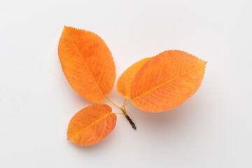 Autumn maple leaves isolated on white background.