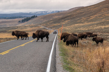 Fototapeta na wymiar Buffalo in Yellowstone National Park.