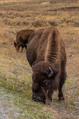 Fototapeta premium Buffalo in Yellowstone National Park.