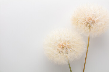 Fototapeta premium Abstract dandelion flower background. Seed macro closeup. Soft focus