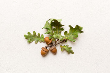 Branch with green oak tree leaves and acorns on colored background, close up top view © sosiukin