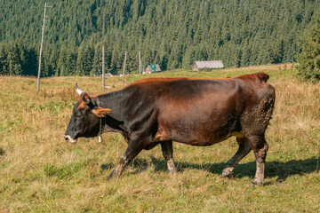 A black cow walks at altitude on a meadow and near pine tree forests and a village. Outdoors. The Carpathians. Landscape. Tree. Farming. Skyline. Peak. Rustic. Eating. Day. Forest