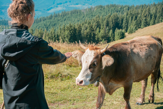 Woman trying to stroking cow on meadow in the mountains. Fir tree wood. Cattle. Pasture. Grass. Valley. Farm. Field. Green. Agricultural. Farmland. Herding. Herd. Idyllic. Tranquility. Rural. Grey