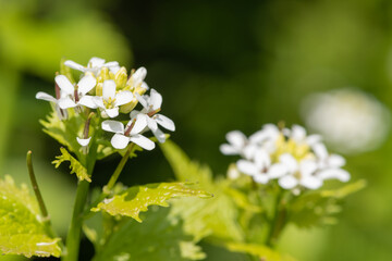 Garlic mustard (alliara petiolata) flowers in bloom