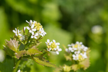 Garlic mustard (alliara petiolata) flowers in bloom