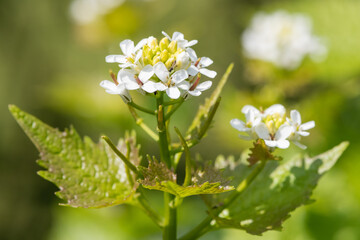 Garlic mustard (alliara petiolata) flowers in bloom
