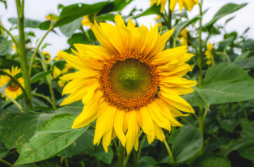 Sunflower field on a sunny day against the backdrop of nature